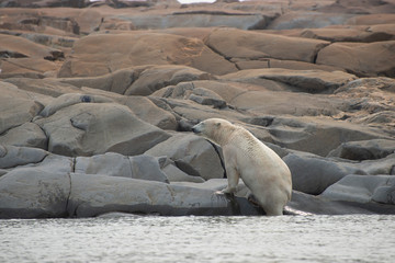 wet polar bear stepping out of the hudson bay near churchill manitoba canada