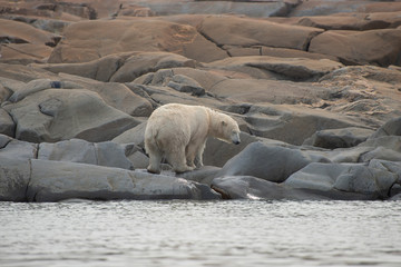 wet polar bear stepping out of the hudson bay near churchill manitoba canada