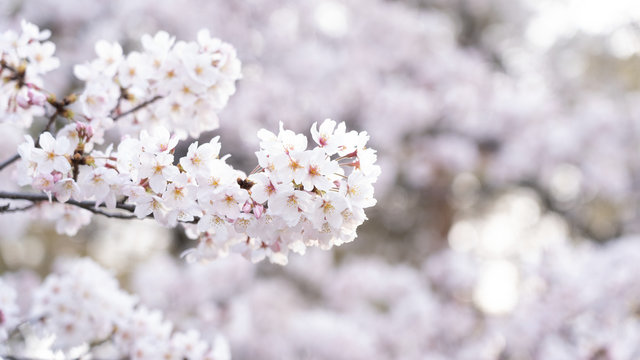 Cherry blossoms in full bloom © Stossi Mammot