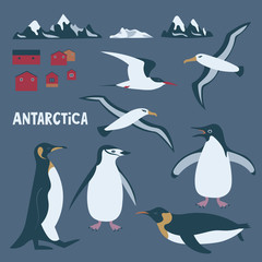 Antarctica themed set with penguins, albatross, tern, scientific research station.