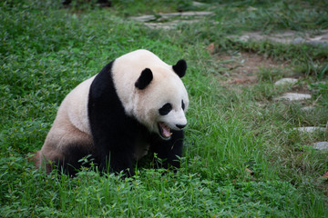 Obraz na płótnie Canvas giant panda yawning in the grass