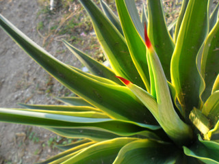 Obraz premium Mi primera imagen