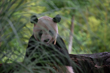 giant panda eating bamboo while slightly obscured by blades of grass