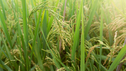 Rice plants enter the harvest season, appear to contain grain because of enough water and pest free