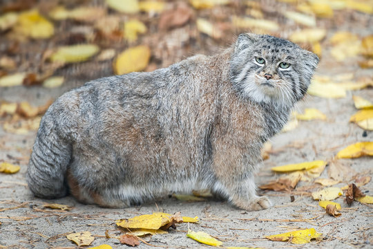 Pallas's cat (Otocolobus manul). Manul is living in the grasslands and montane steppes of Central Asia. Portrait of cute furry adult manul on the sand. Instinct to hunt