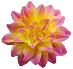  dahlia flower pink-yellow. Flower isolated on a white background. No shadows with clipping path. Close-up. Nature.