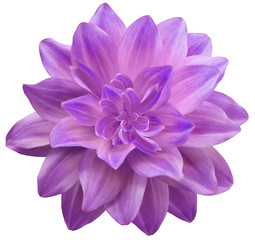  dahlia flower purple. Flower isolated on a white background. No shadows with clipping path....