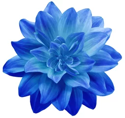 Foto op Plexiglas  dahlia flower blue. Flower isolated on a white background. No shadows with clipping path. Close-up. Nature. © nadezhda F