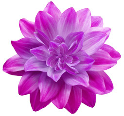  dahlia flower pink. Flower isolated on a white background. No shadows with clipping path. Close-up. Nature.