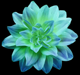  dahlia flower blue-turquoise. Flower isolated on  the black  background. No shadows with clipping path. Close-up. Nature.