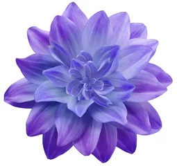 Badkamer foto achterwand  dahlia flower purple-blue. Flower isolated on a white background. No shadows with clipping path. Close-up. Nature. © nadezhda F