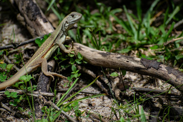 Green lizard Cambodia