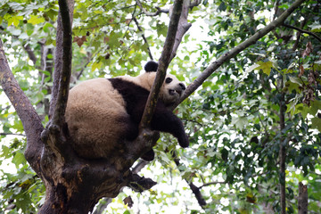 giant panda sleeping in a tree in sichuan province china