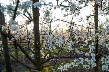 Cherry blossoms in an orchard in Hesse Ockstadt