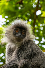 Silvery lutung monkey cambodia