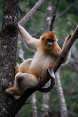 endangered golden snub nosed monkey in the trees of the qinling mountains in shaanxi china