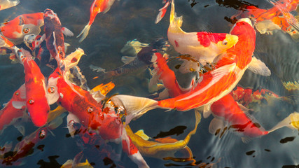 Many colorful koi fish play in the pool and wait for the party. The concept of fighting for food Decorative fish for the park area