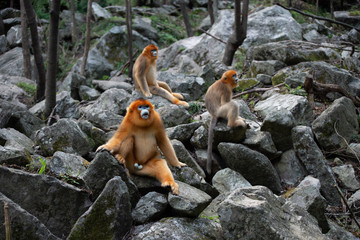 golden snub nosed monkey sitting on rocks in shaanxi province china