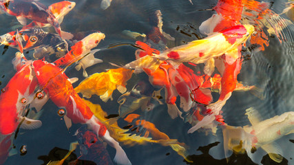Many colorful koi fish play in the pool and wait for the party. The concept of fighting for food Decorative fish for the park area