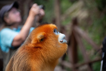 golden snub nosed monkey with photographer person in background