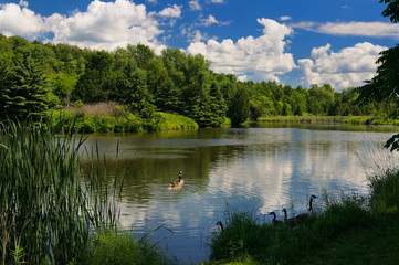 Naklejka premium Two families of Canada Geese with goslings on Needlers Mill pond in Millbrook Ontario