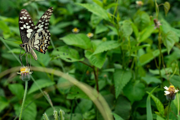 Spotted butterfly eating Cambodia