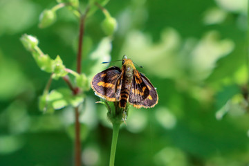 Fototapeta na wymiar Orange butterfly feeding on tick weed flower 