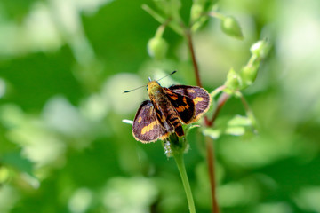 Orange butterfly feeding on tick weed flower 