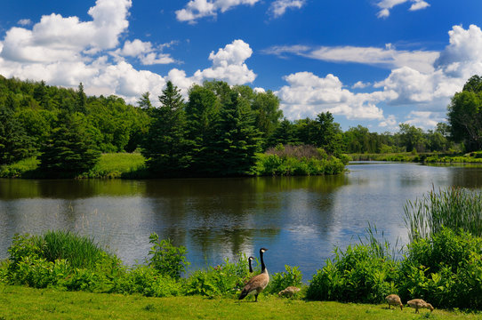 Canada Geese with goslings on Needlers Mill pond in Millbrook Ontario