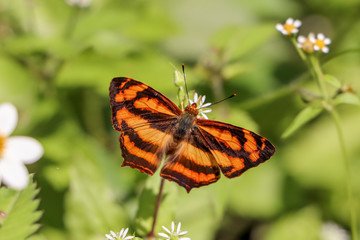 Orange butterfly feeding on tick weed flower 