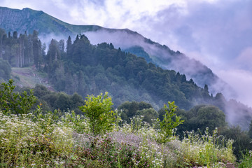 Green field with white flowers on a background of a mountain forest