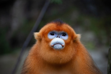 male golden snub nosed monkey gaze