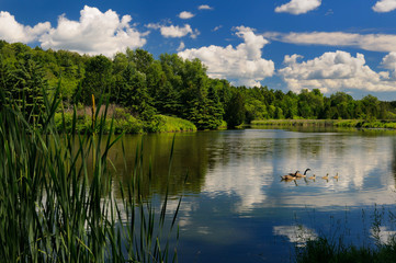 Fototapeta na wymiar Family of Canada Geese with goslings on Needlers Mill pond in Millbrook Ontario