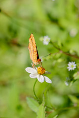 Orange butterfly feeding on tick weed flower 