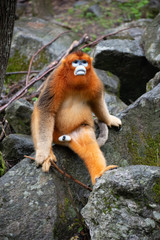 golden snub nosed monkey in china