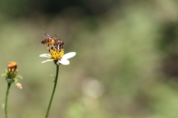 Honey bee on tick weed flower