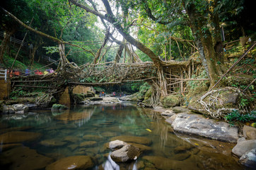 Living root bridge near Mawlynnong