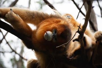 golden snub nosed monkey leaning back and glancing at you