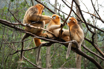 golden snub nosed monkeys cleaning each other in the trees of the qinling mountains in china