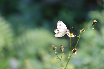 Beautiful cabbage white butterfly feeding on tick weed flower