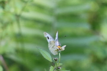 Beautiful cabbage white butterfly feeding on tick weed flower