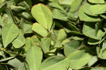 Fenugreek leaves as a vegetable