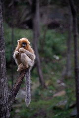 young golden snub nosed monkey sitting on a tree branch © Wandering Bear