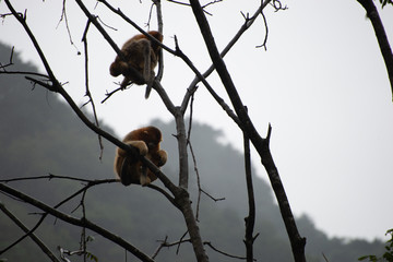 golden snub nosed monkeys in the trees