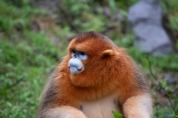 male golden snub nosed monkey in china