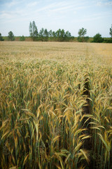 Wheat field in the early morning