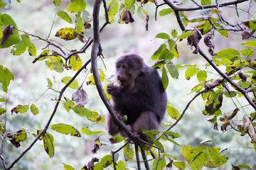 tibetan macaque in a tree with forest background