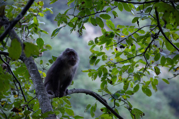 tibetan macaque in a tree with forest background