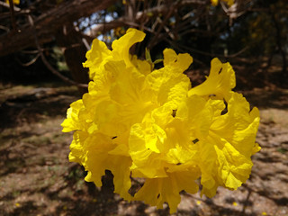 Glittering yellow tabebuia flowers Many background blur outdoor.