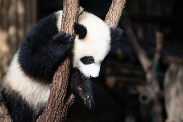 Obraz premium giant panda cub in a tree in sichuan china